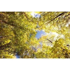 Deckensegel, Wald, 1200×800 mm Deckensegel, Wald, 1200×800 mm