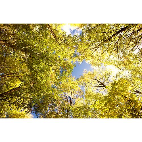 Deckensegel, Wald, 1200x800 mm