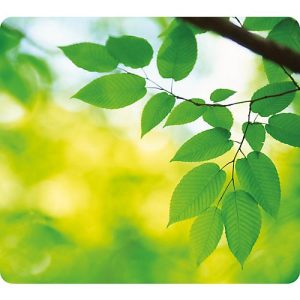 Mousepad Earth, Blätter Mousepad Earth, Blätter